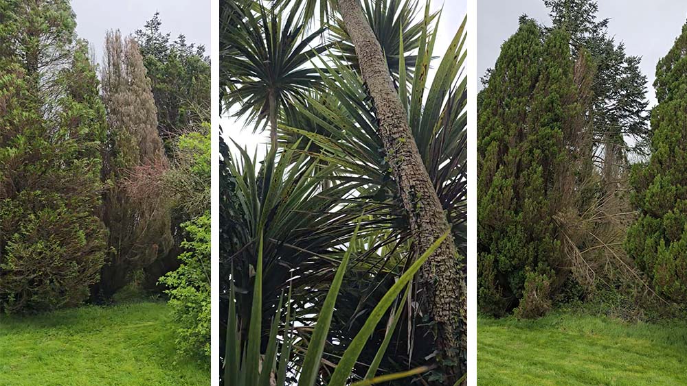 Tree Surgery and Tree Cutting in Cork