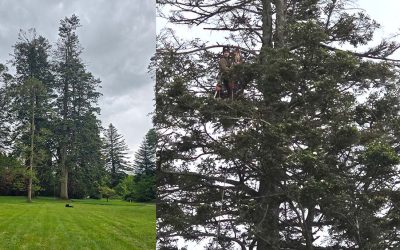 Tree Surgery at Curraghmore Estate, Co. Waterford Part 3
