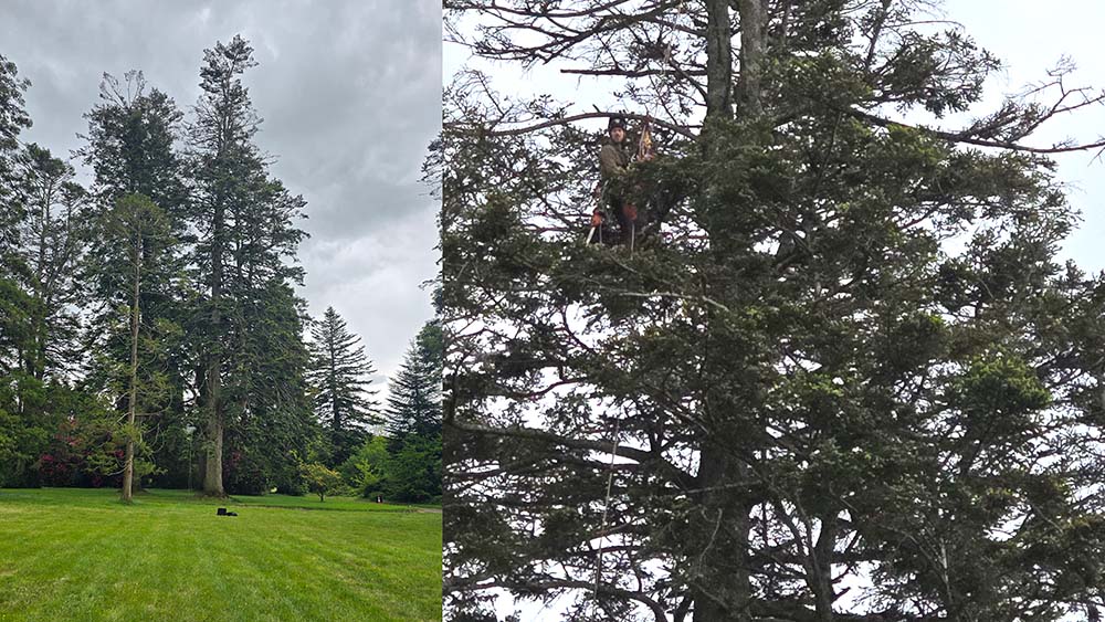 Tree pruning and removal County Waterford